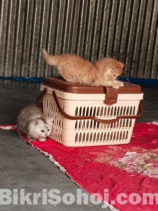 Pure Traditional Persian